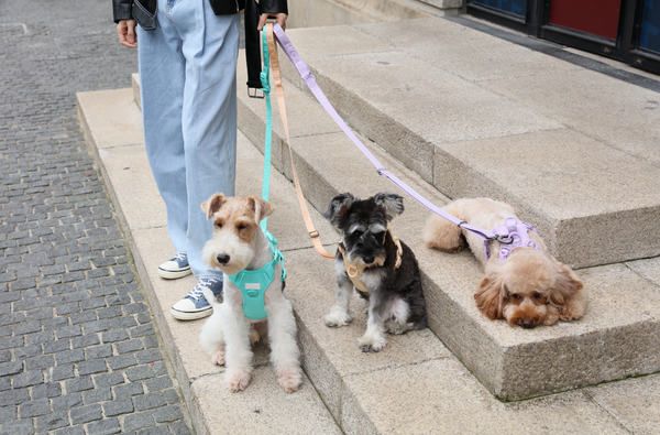 PEHOM NYC｜HANDSFREE WALKING LEASH – pehomnyc