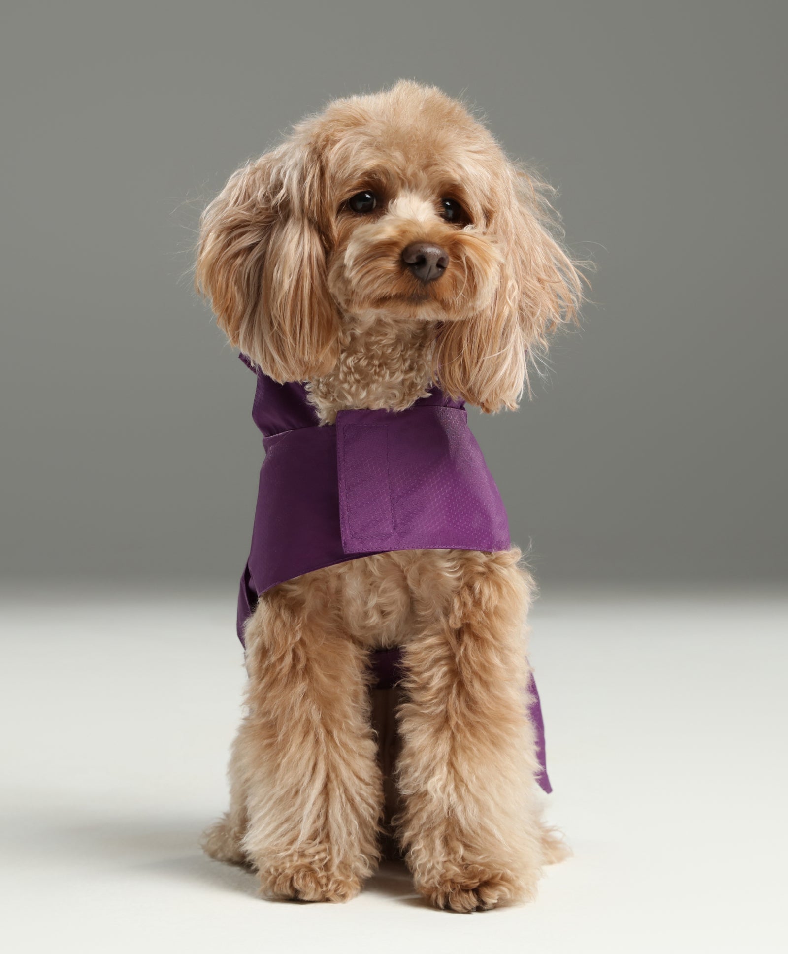 PEHOM｜Capsule Raincoat - Purple – pehomnyc