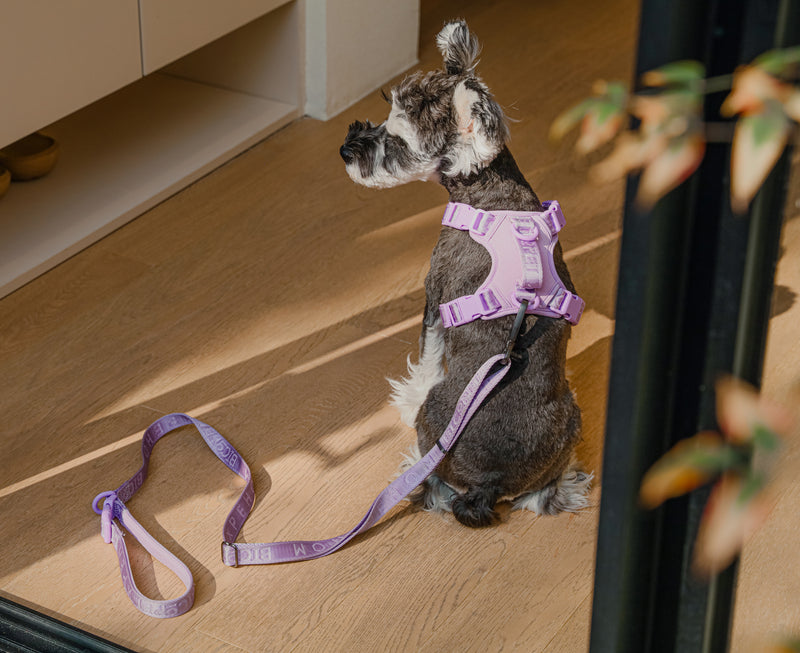 PADDED  ACTIVE  PET LEASH  - APRICOT