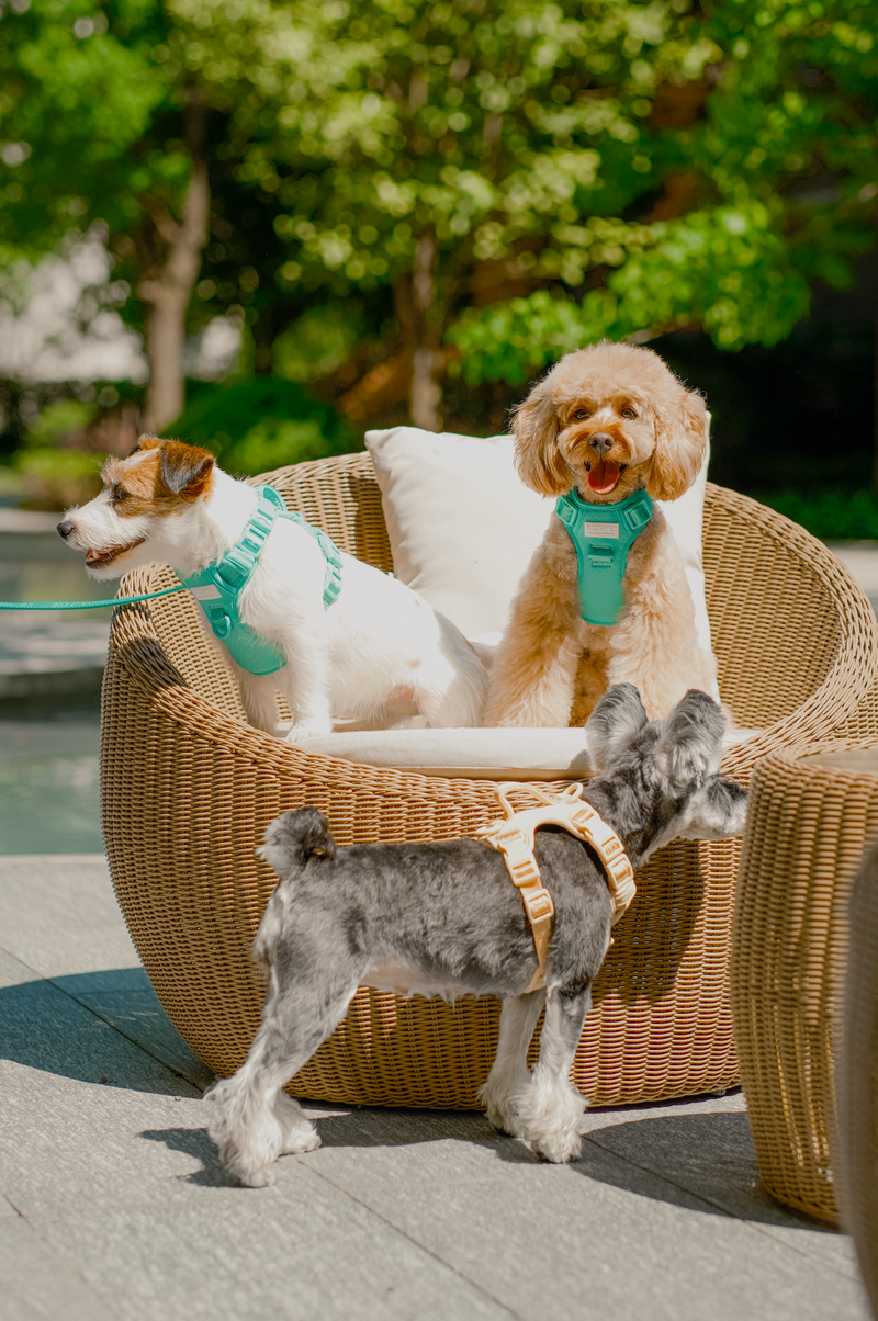 NO PULL ACTIVE  PET HARNESS - MINT GREEN