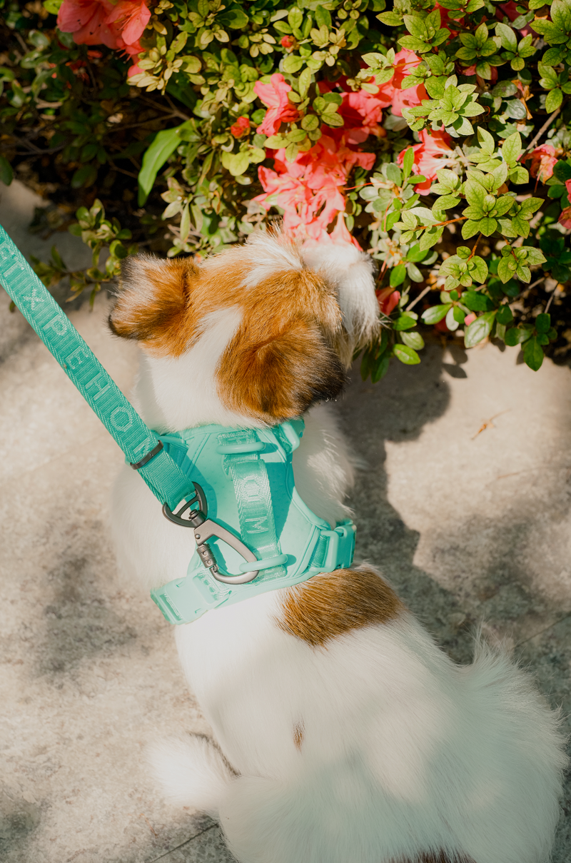 NO PULL ACTIVE  PET HARNESS - MINT GREEN