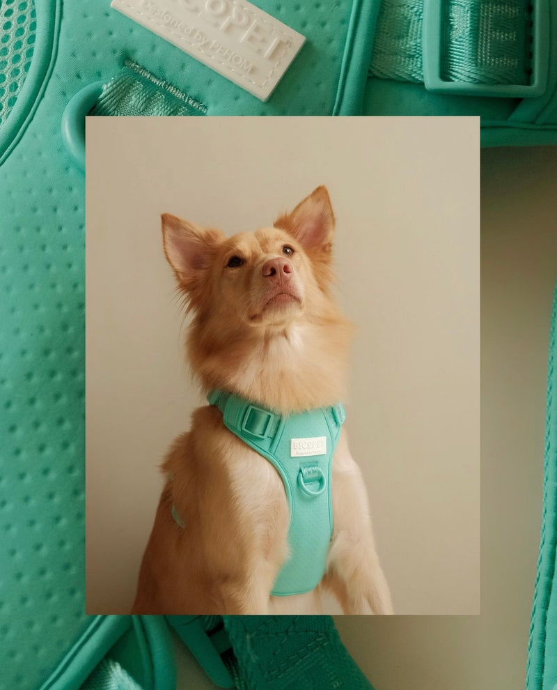 NO PULL ACTIVE  PET HARNESS - MINT GREEN