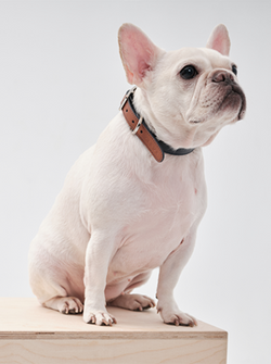 HART DOUBLE COLORS COLLAR - BLUE ORANGE