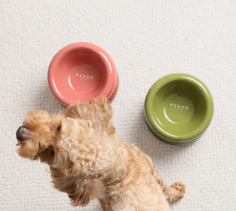 Pet bowls sales for disabled owners
